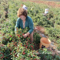 Sichuanpepper Petit poivron rouge séché pour l'assaisonnement alimentaire